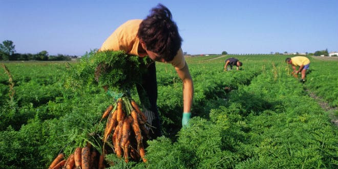 trabajadores agrícolas temporales - Agricultural Guestworker Act
