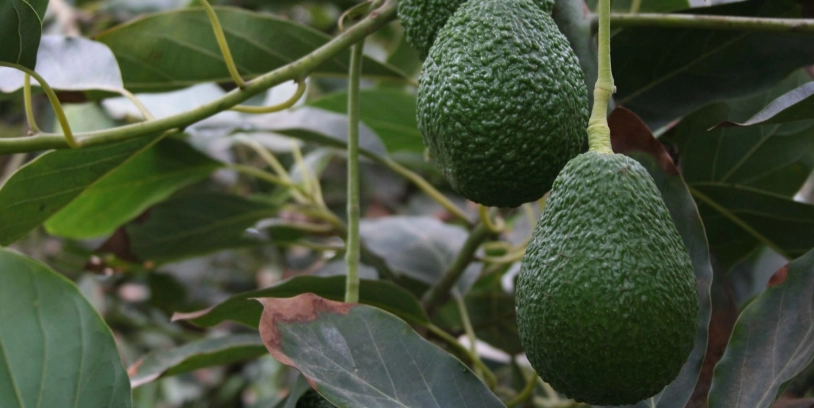 Colombian hass avocado - hass avocados - aguacates hass colombianos - aguacates hass