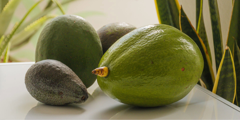 aguacate en USA