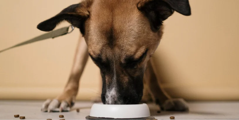 alimentos para perros