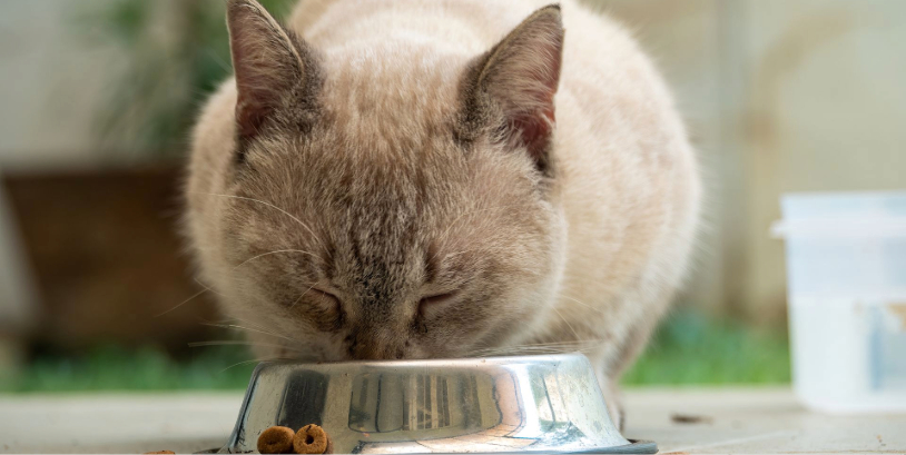cat food