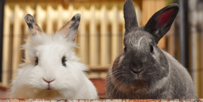 cómo elegir alimento para mascotas