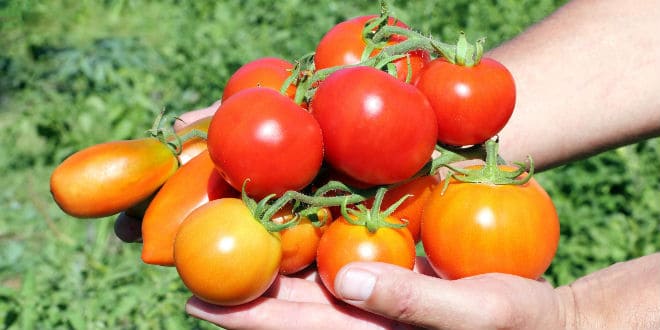 Mexican tomato growers