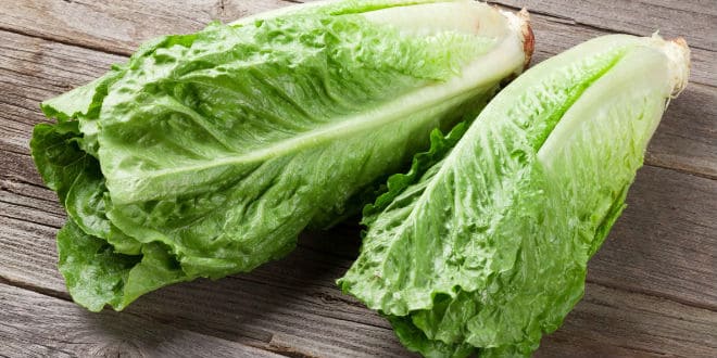 lechuga romana - Romaine lettuce E.coli outbreak