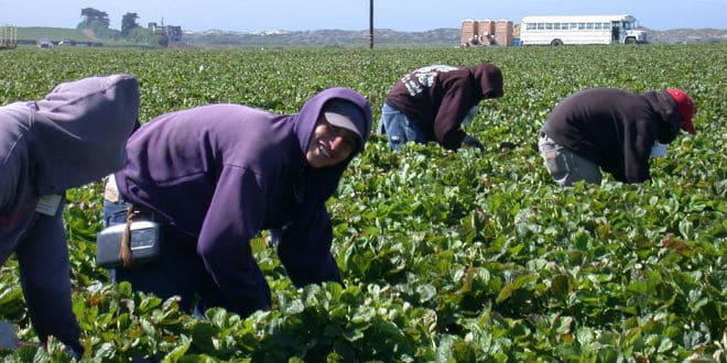farmworker trabajadores agrícolas