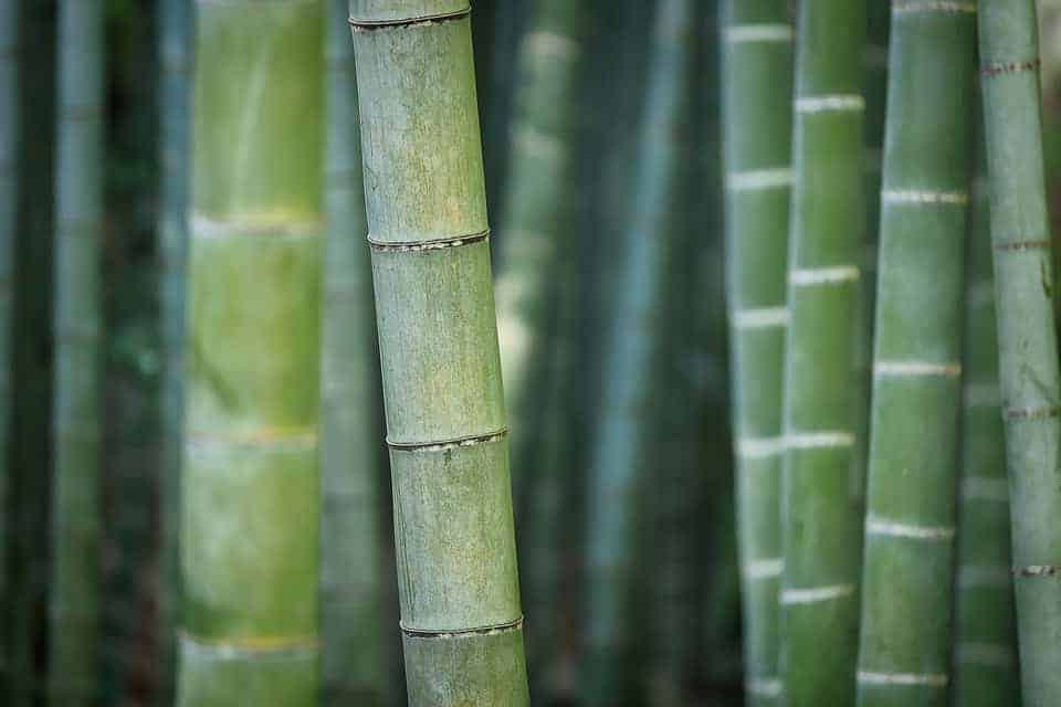 historia del bambú japonés