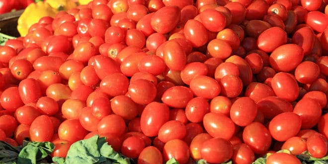 mexican tomatoes