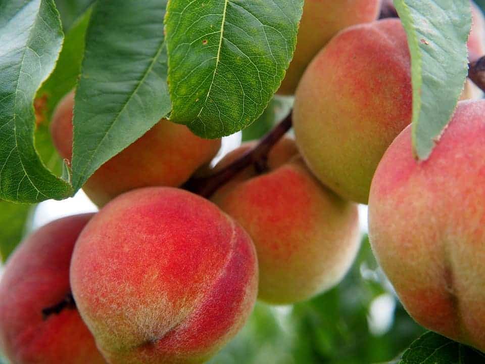 peach nutritional facts
