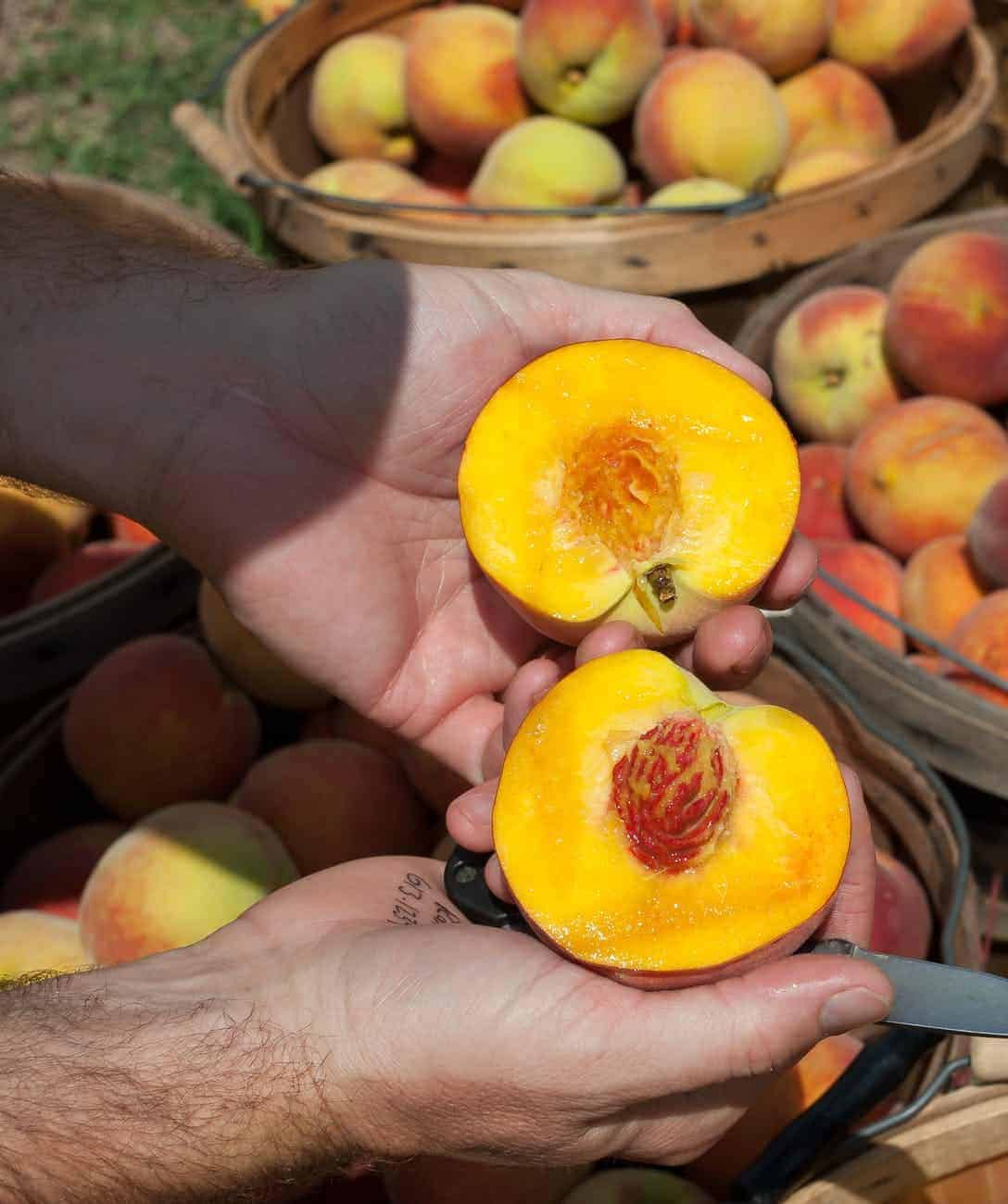 18 Interesting Facts About Peaches And Health Benefits Abasto