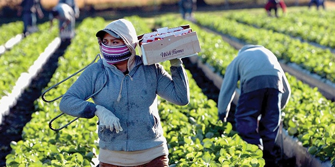 trabajadores agrícolas